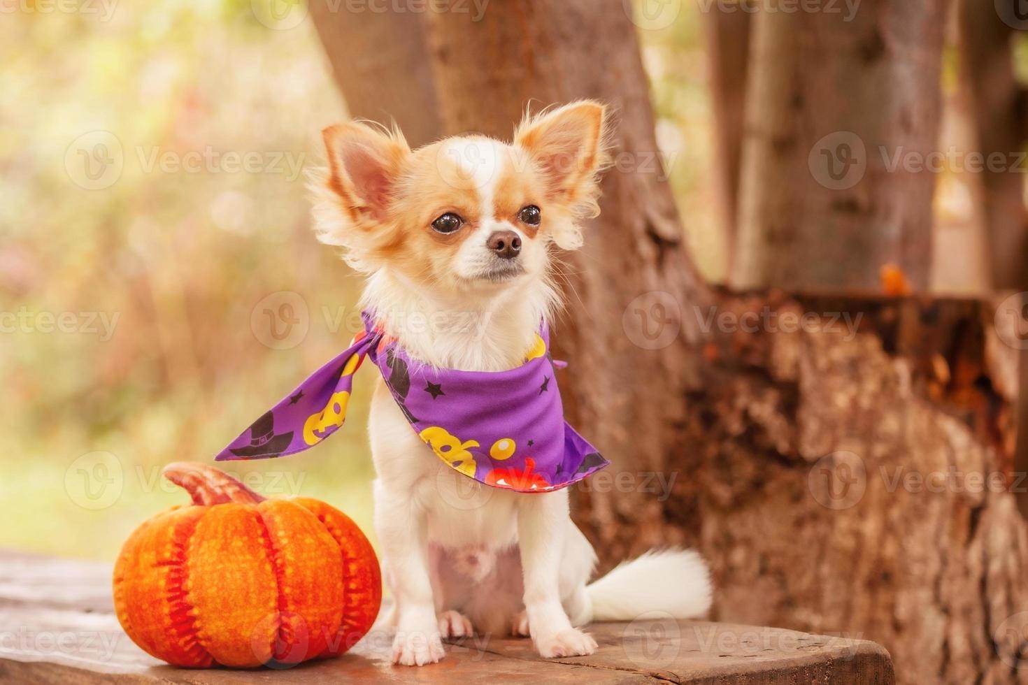 A white Chihuahua dog in a purple bandana with a pumpkin. Halloween and animals. photo