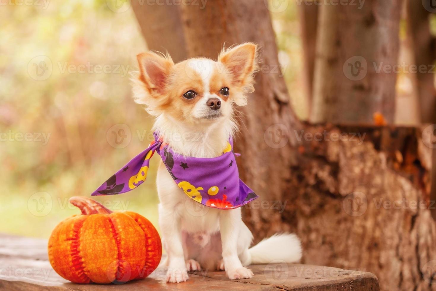 un perro chihuahua blanco con un pañuelo morado con una calabaza. halloween y animales. foto