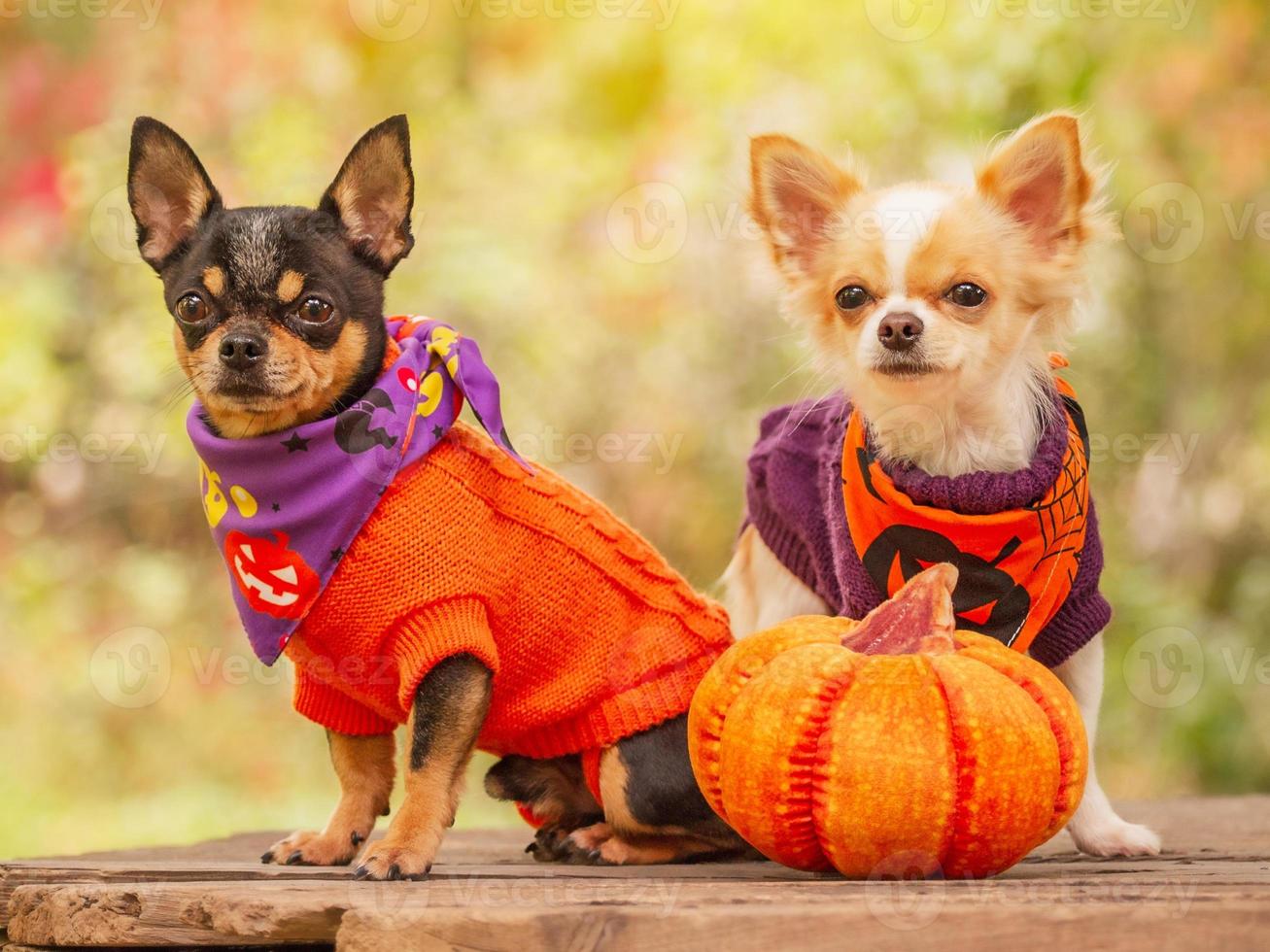 Halloween, animals. Two small Chihuahua dogs in orange and purple sweaters next to a pumpkin photo