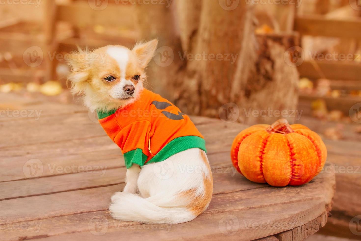 A white Chihuahua dog with a pumpkin. Halloween and animals. photo