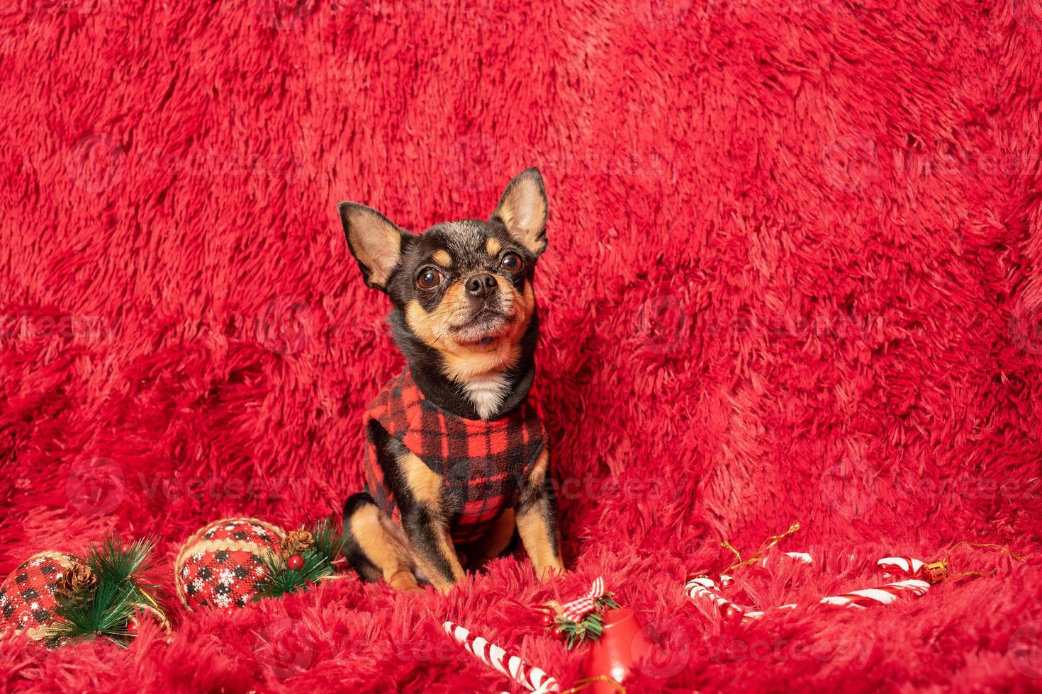 Perro chihuahua en una chaqueta negra en una jaula sobre una manta con juguetes de año nuevo. Navidad. foto