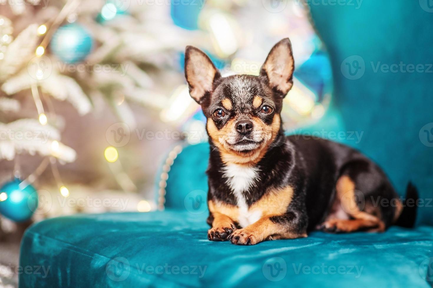 Mini perro chihuahua de pelo corto en el sofá cerca del árbol de Navidad. perro, animal y año nuevo. foto