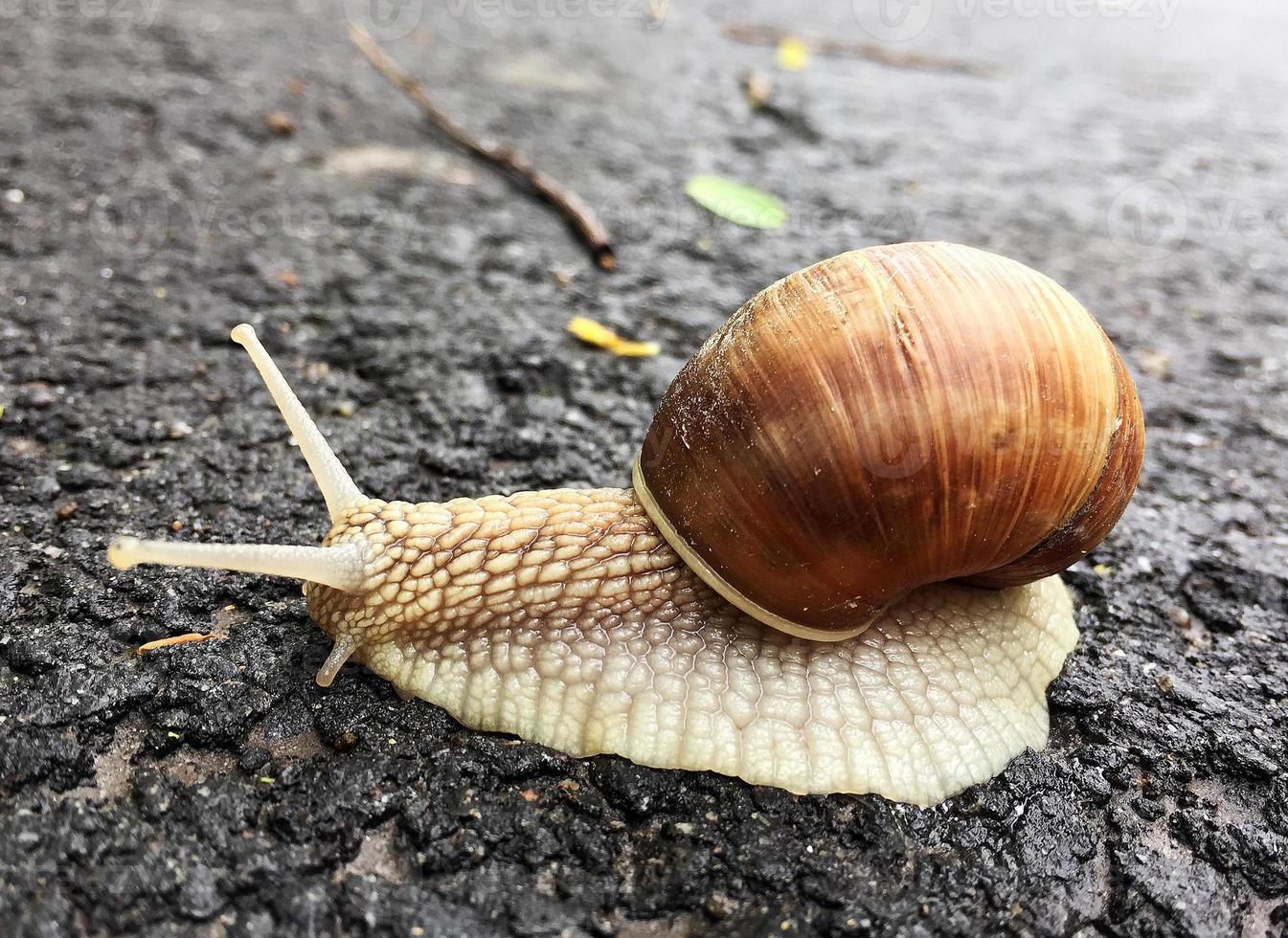 Caracol de jardín grande con concha arrastrándose por la carretera mojada date prisa en casa foto