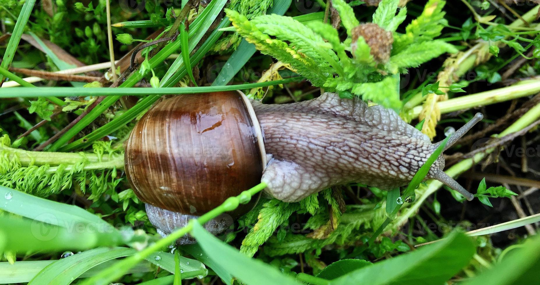 Big garden snail in shell crawling on wet road hurry home photo