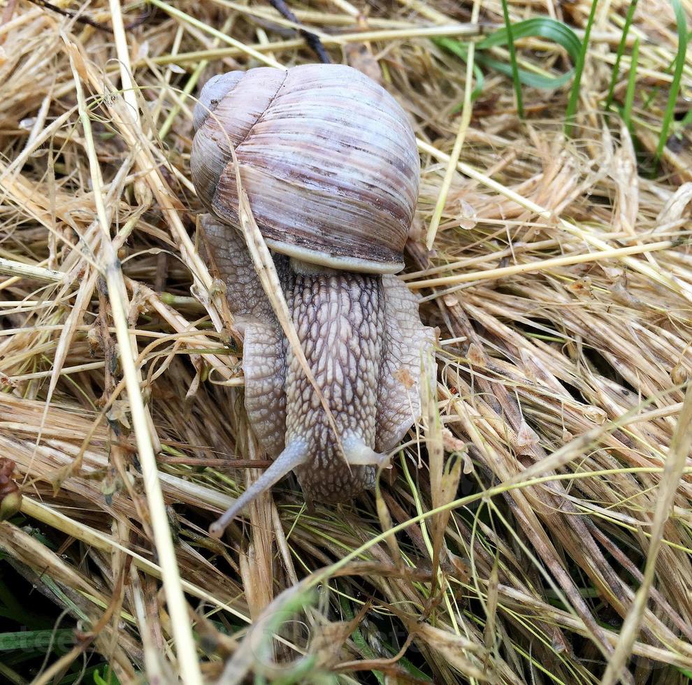 Caracol de jardín grande con concha arrastrándose por la carretera mojada date prisa en casa foto