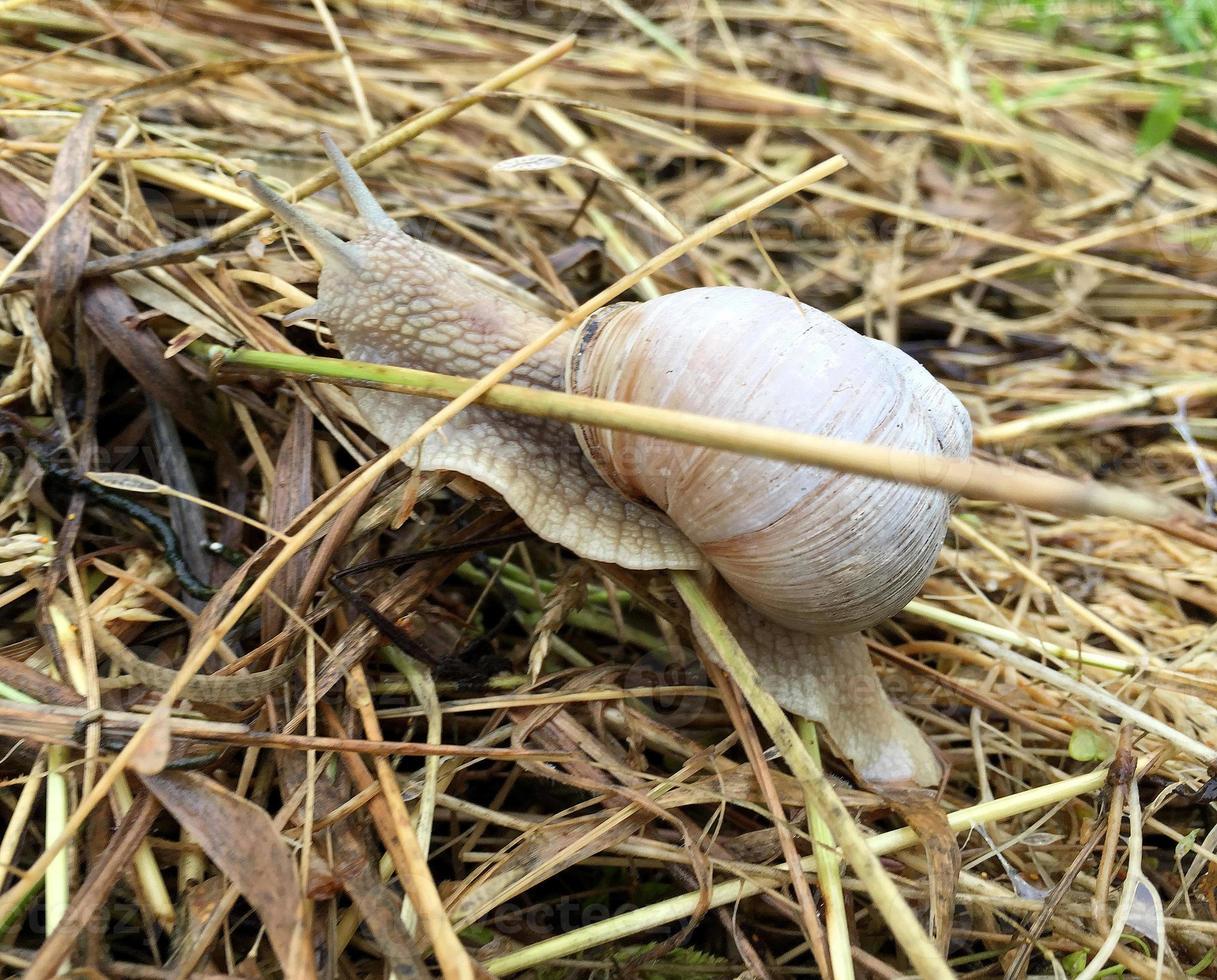 Caracol de jardín grande con concha arrastrándose por la carretera mojada date prisa en casa foto