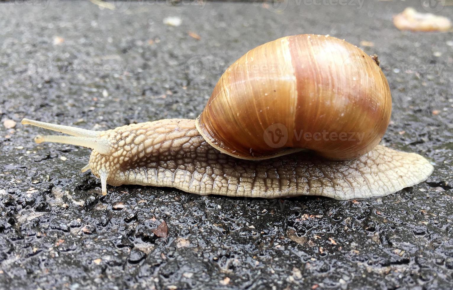 Big garden snail in shell crawling on wet road hurry home photo