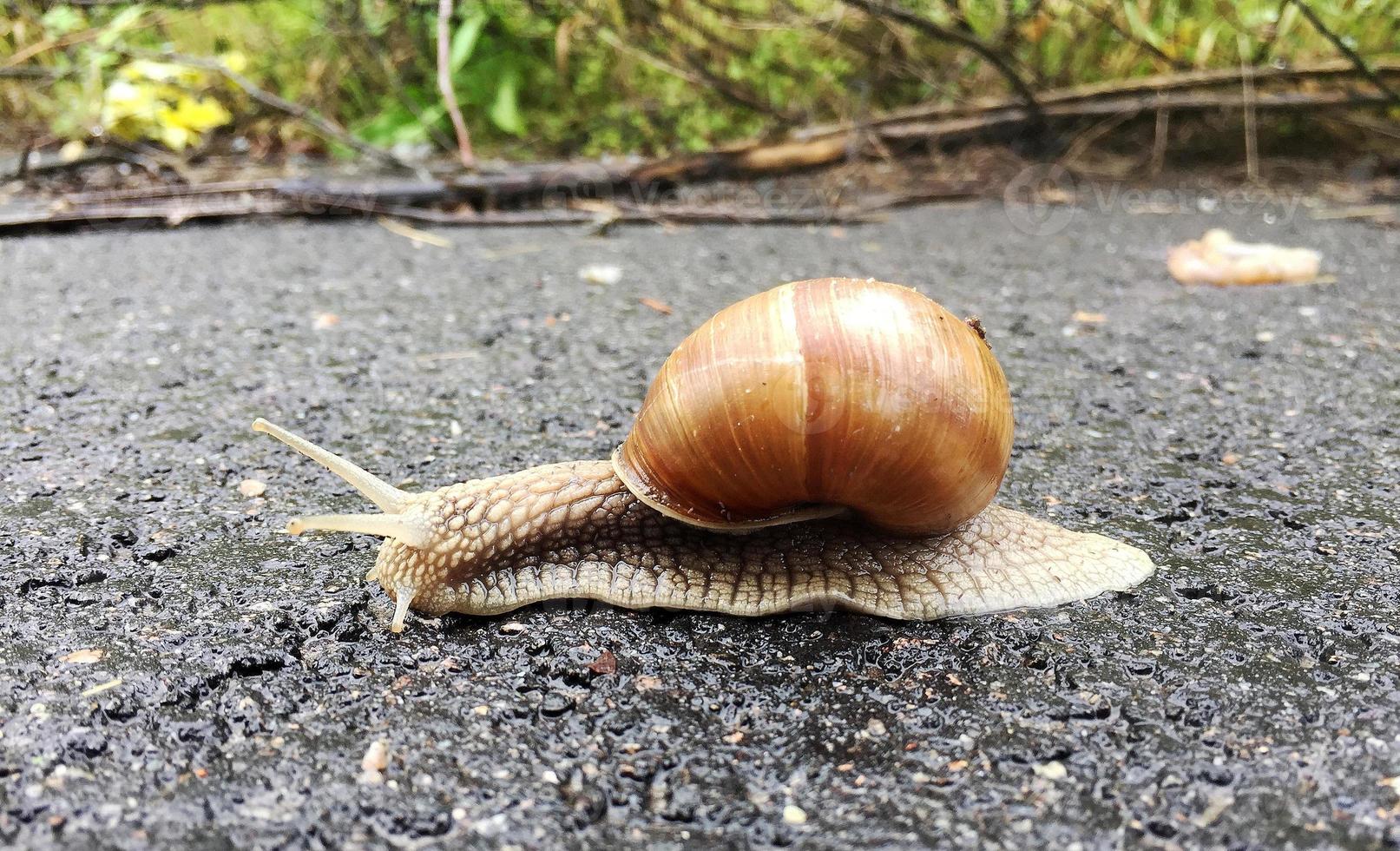 Caracol de jardín grande con concha arrastrándose por la carretera mojada date prisa en casa foto