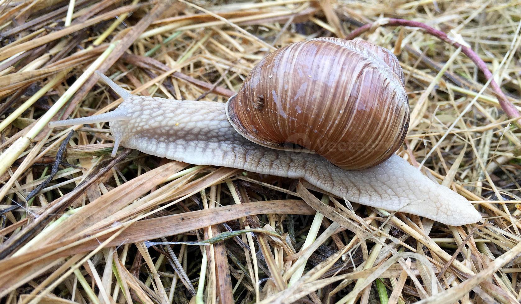 Big garden snail in shell crawling on wet road hurry home photo