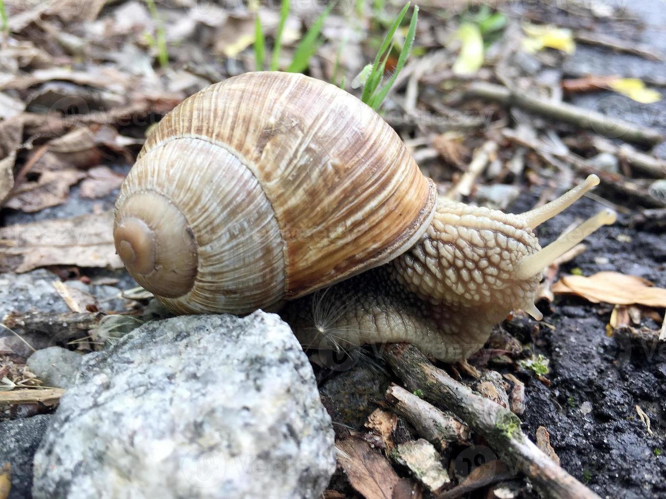 Caracol de jardín grande con concha arrastrándose por la carretera mojada date prisa en casa foto