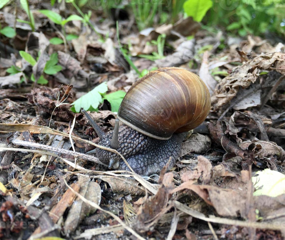 Big garden snail in shell crawling on wet road hurry home photo