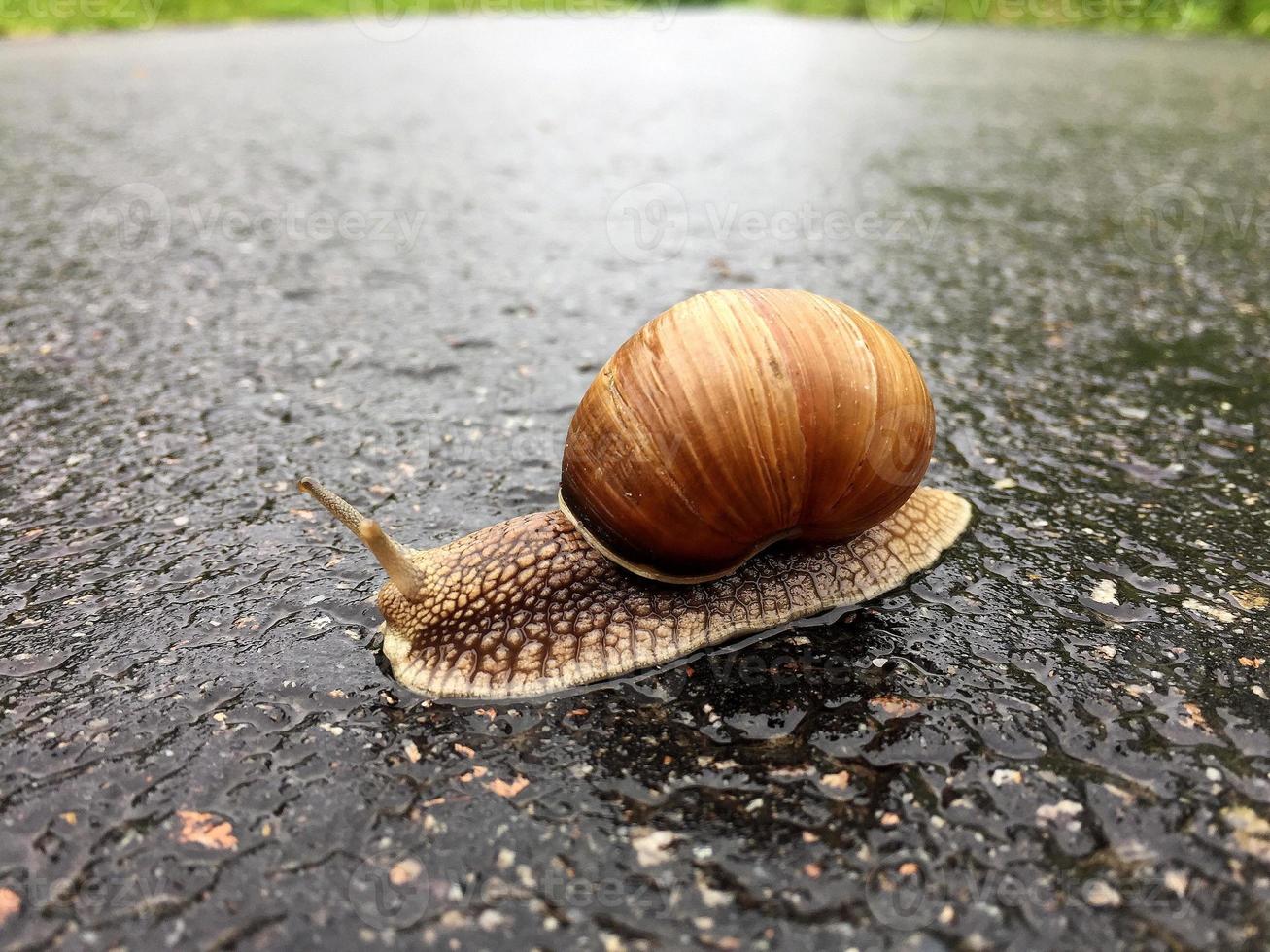 Caracol de jardín grande con concha arrastrándose por la carretera mojada date prisa en casa foto