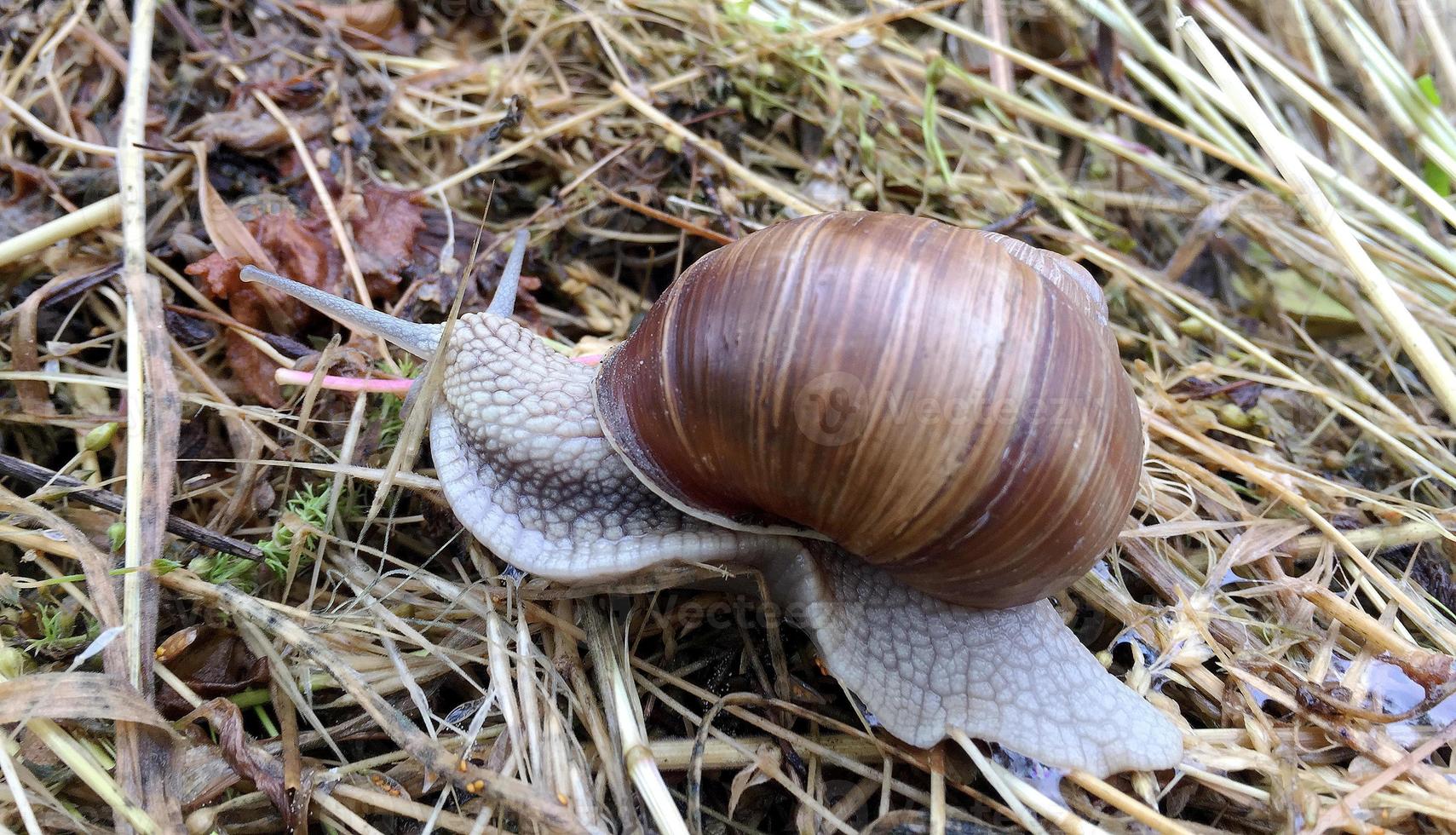 Big garden snail in shell crawling on wet road hurry home photo
