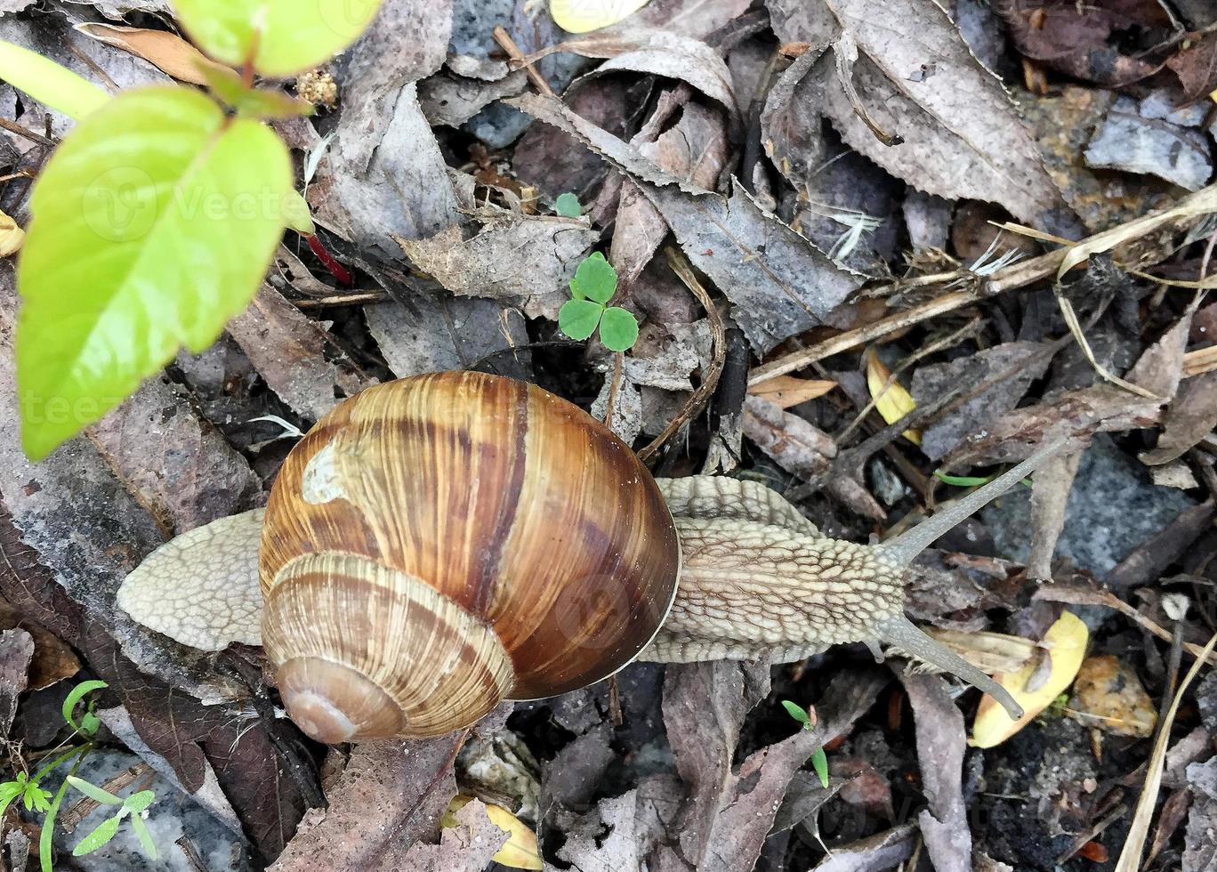 Caracol de jardín grande con concha arrastrándose por la carretera mojada date prisa en casa foto