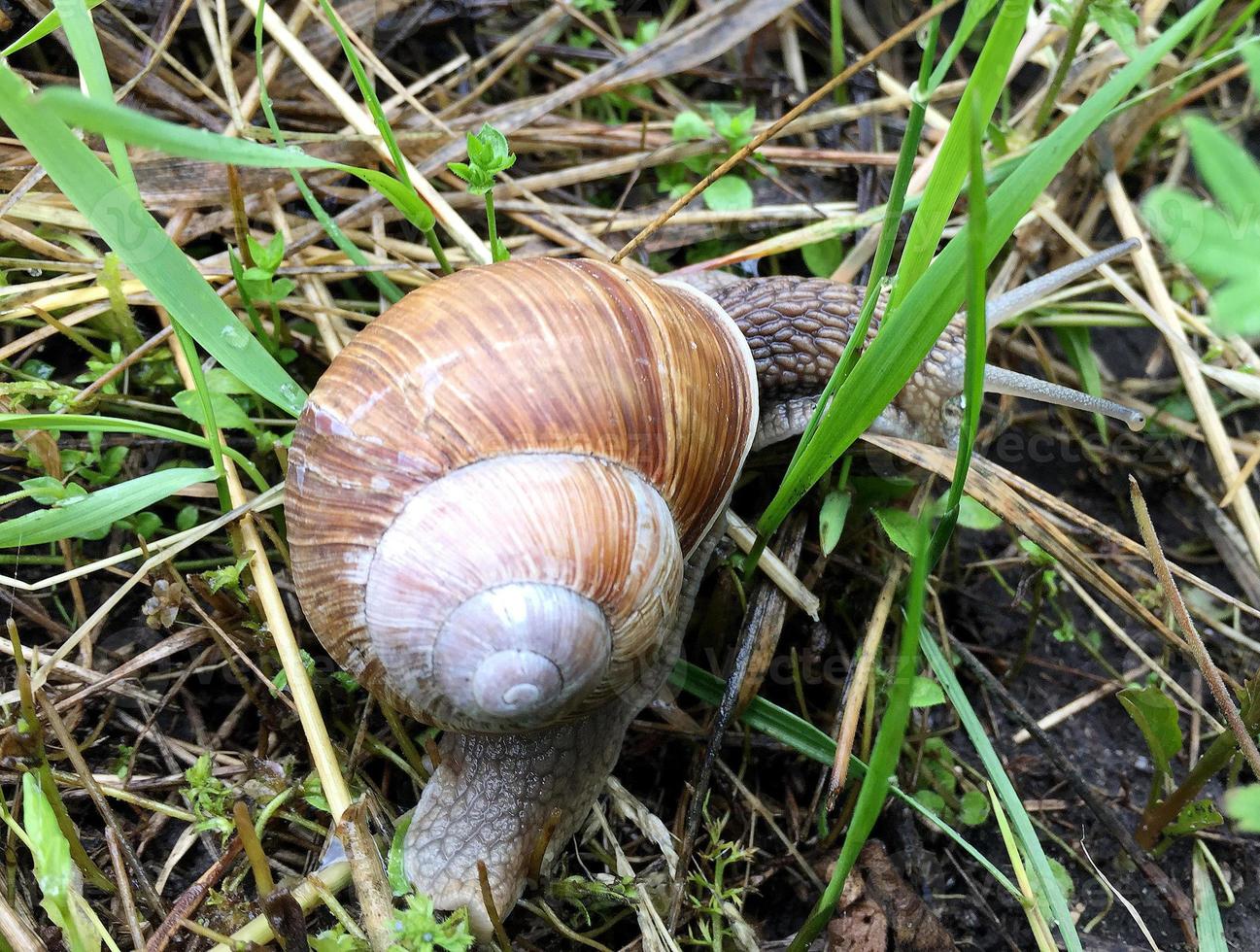 Caracol de jardín grande con concha arrastrándose por la carretera mojada date prisa en casa foto