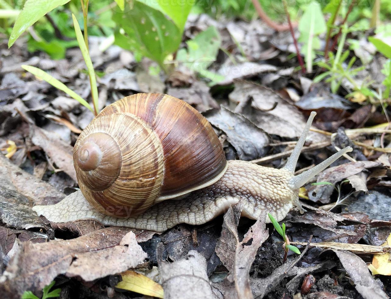 Big garden snail in shell crawling on wet road hurry home photo