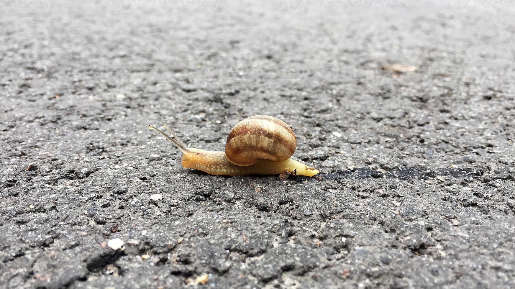 Caracol de jardín grande con concha arrastrándose por la carretera mojada date prisa en casa foto