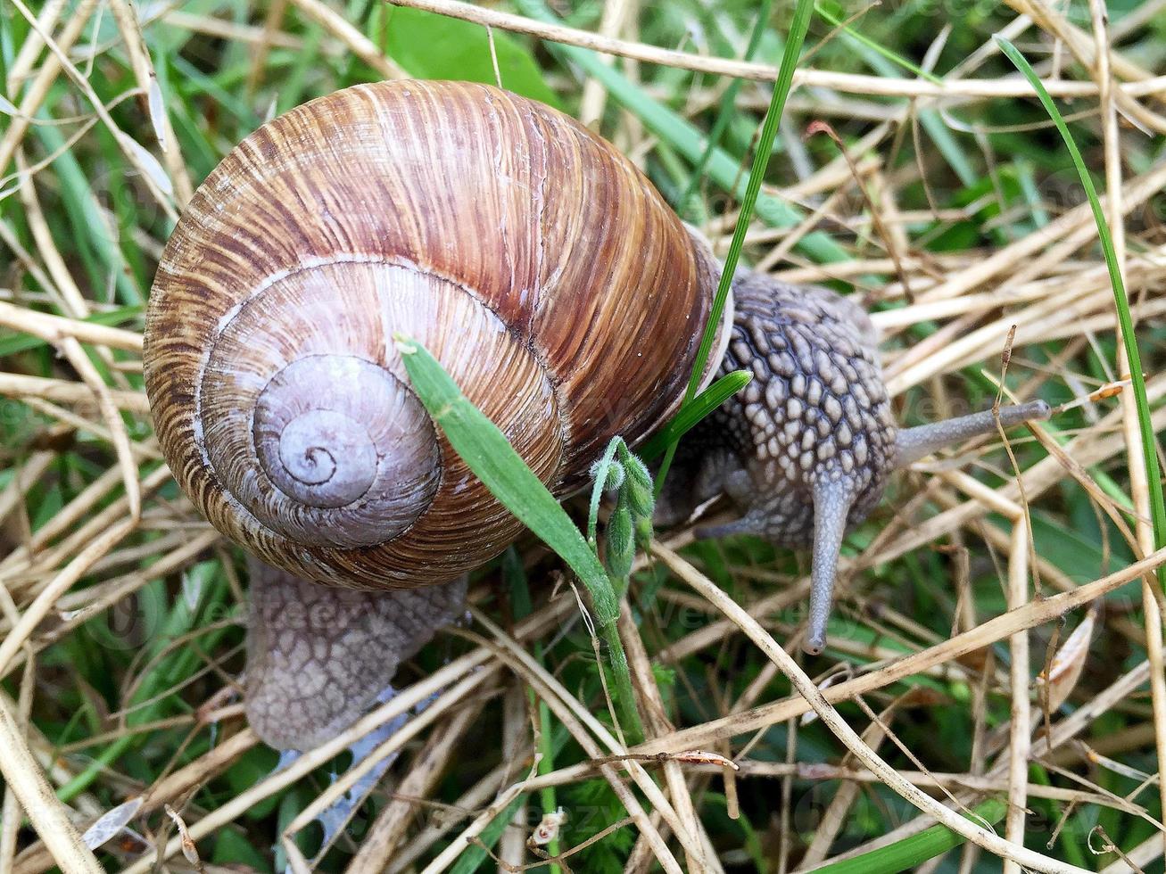 Caracol de jardín grande con concha arrastrándose por la carretera mojada date prisa en casa foto