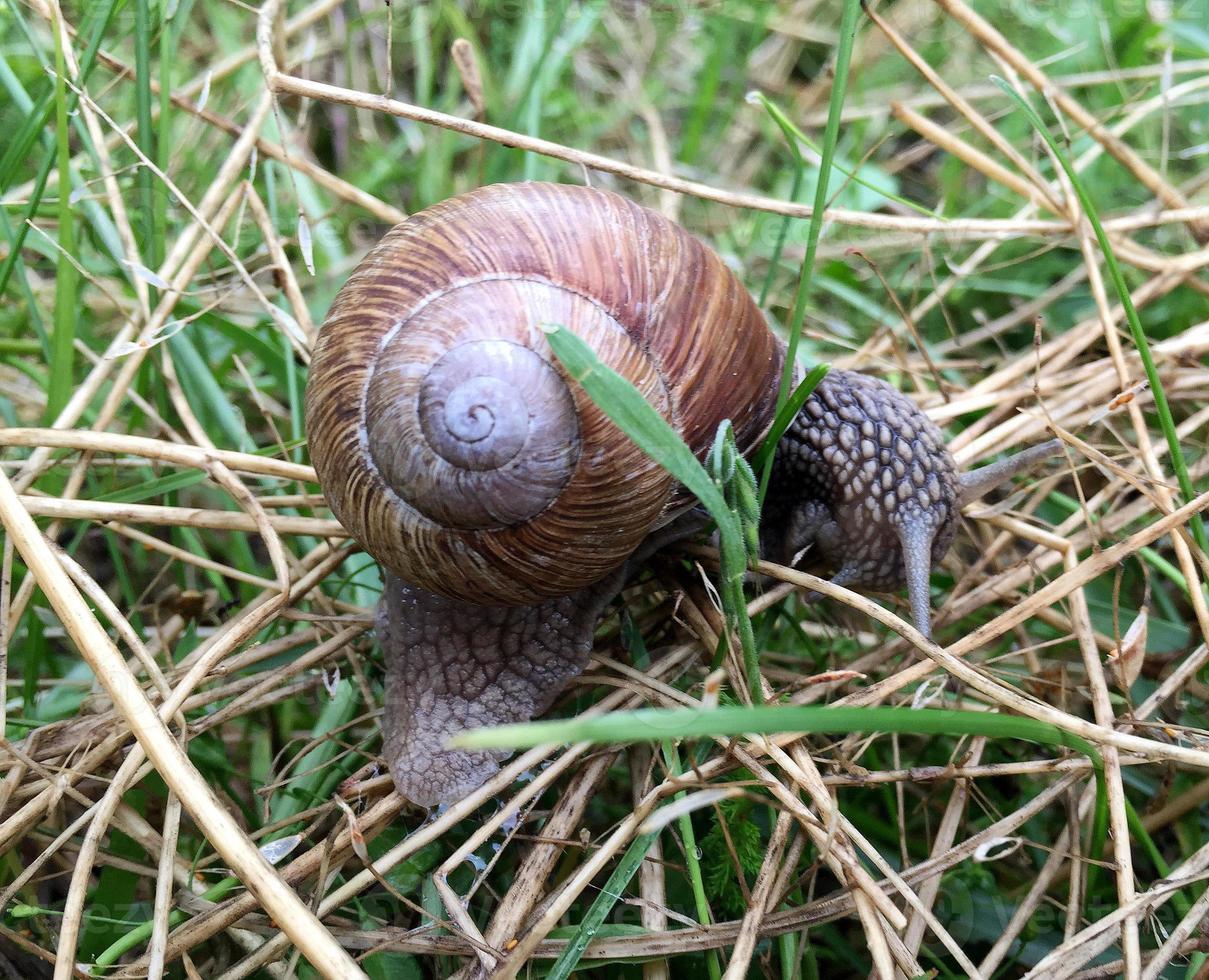 Big garden snail in shell crawling on wet road hurry home photo