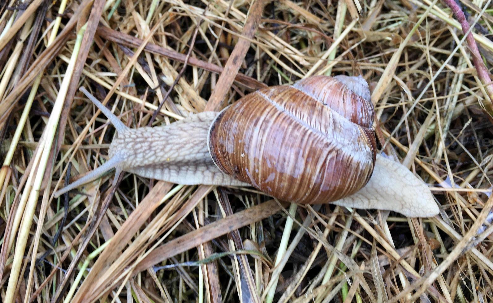 Big garden snail in shell crawling on wet road hurry home photo