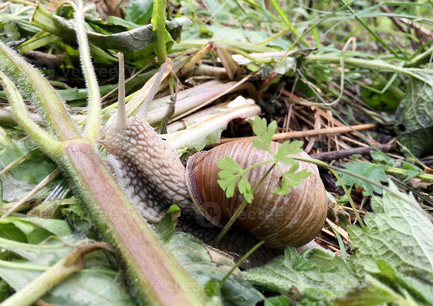 Big garden snail in shell crawling on wet road hurry home photo