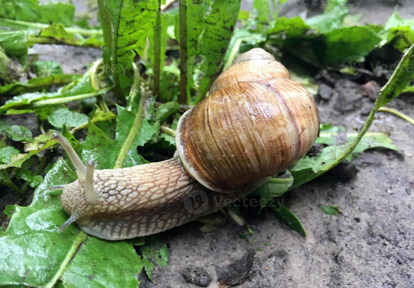 Big garden snail in shell crawling on wet road hurry home photo