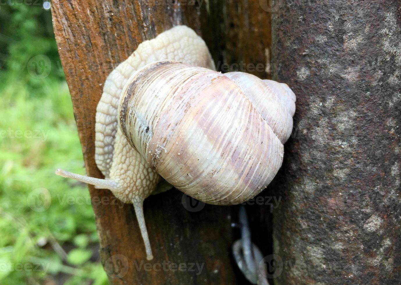 Big garden snail in shell crawling on wet road hurry home photo