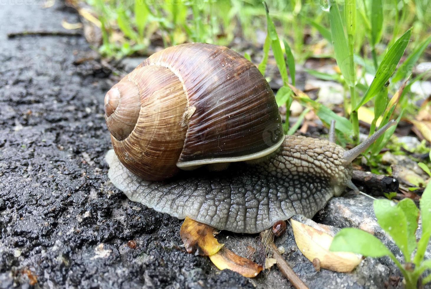 Big garden snail in shell crawling on wet road hurry home photo