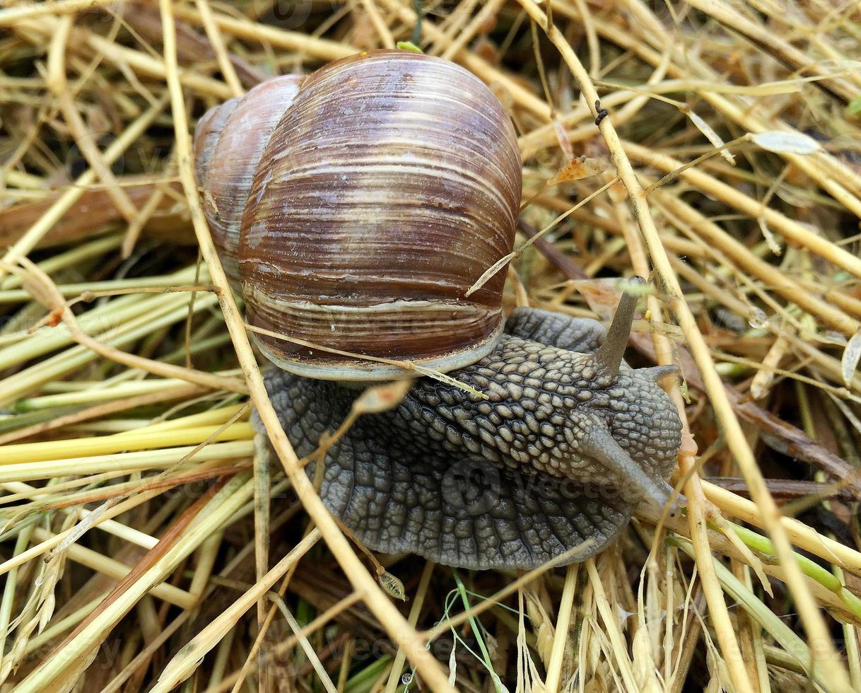 Caracol de jardín grande con concha arrastrándose por la carretera mojada date prisa en casa foto