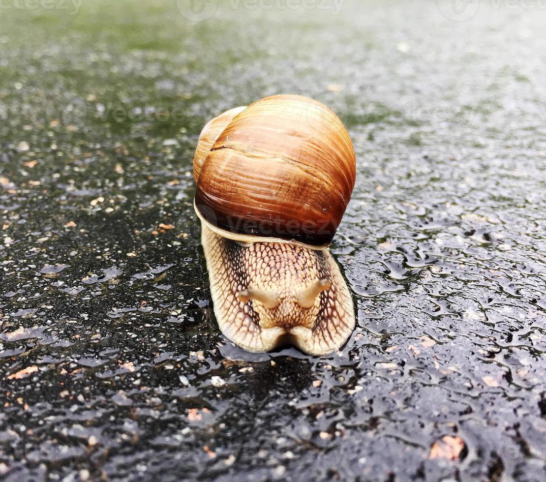 Caracol de jardín grande con concha arrastrándose por la carretera mojada date prisa en casa foto