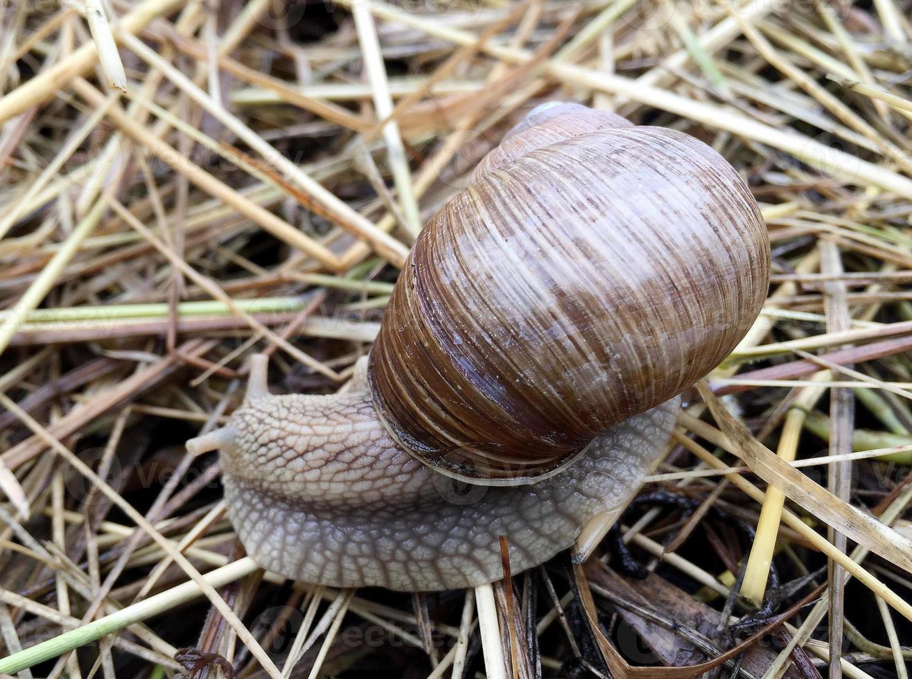 Caracol de jardín grande con concha arrastrándose por la carretera mojada date prisa en casa foto