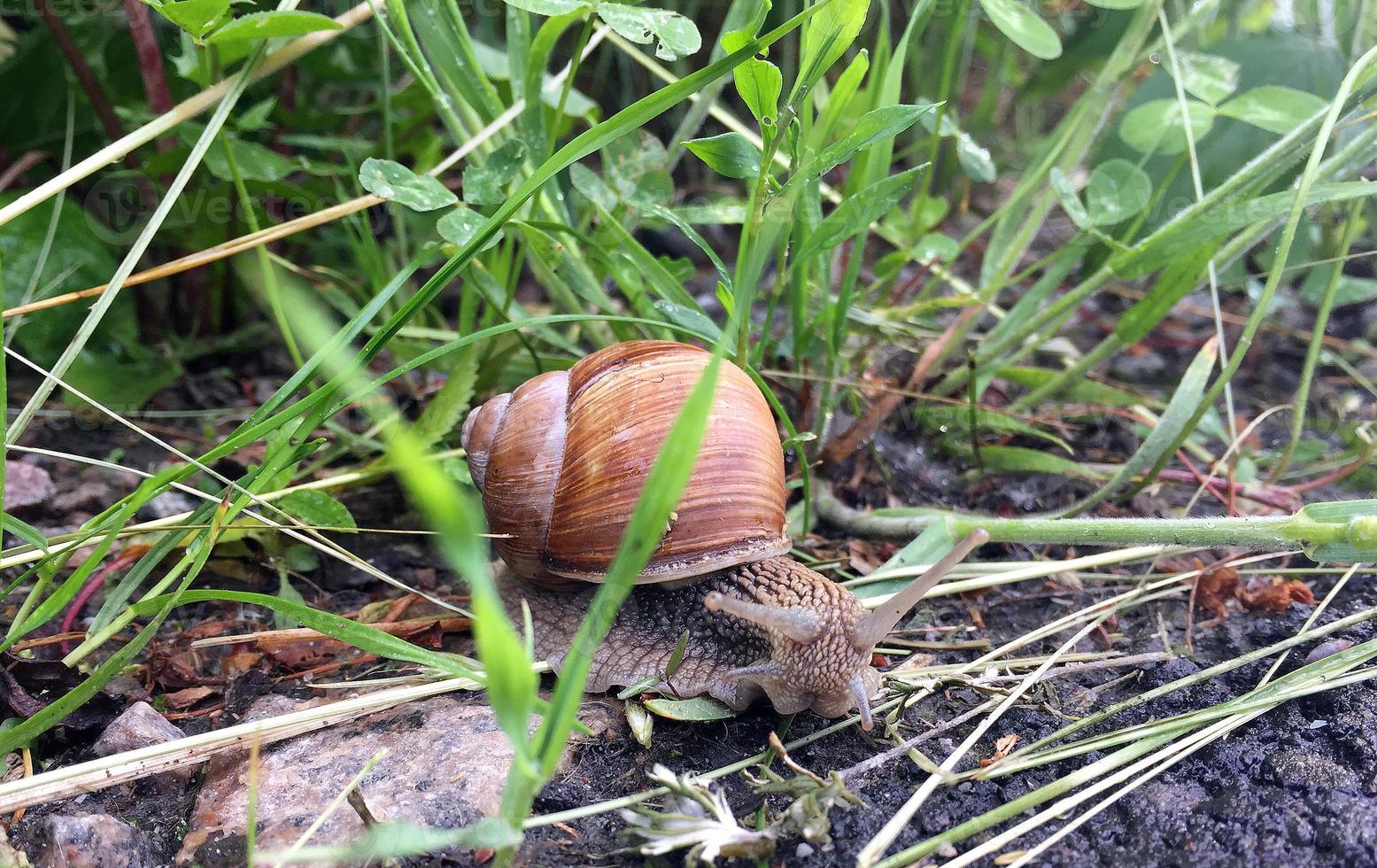 Caracol de jardín grande con concha arrastrándose por la carretera mojada date prisa en casa foto