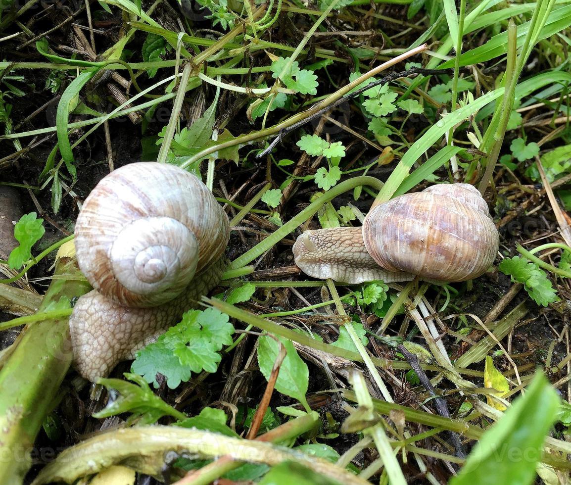 Caracol de jardín grande con concha arrastrándose por la carretera mojada date prisa en casa foto