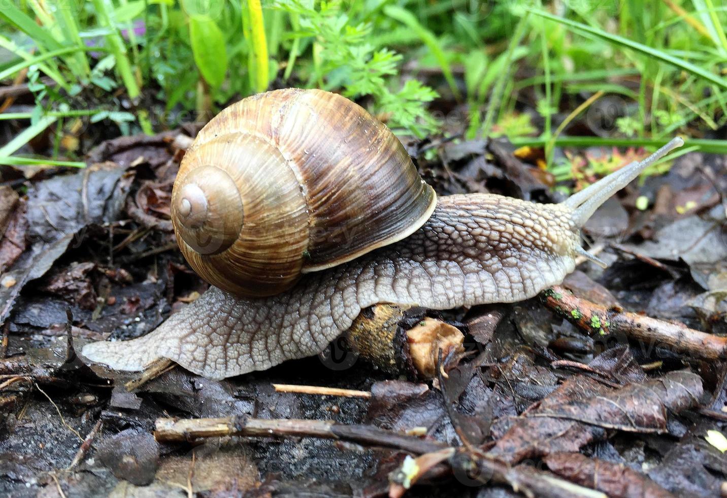 Big garden snail in shell crawling on wet road hurry home photo