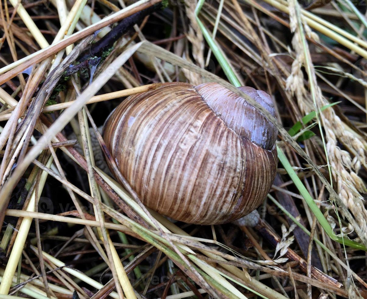 Big garden snail in shell crawling on wet road hurry home photo