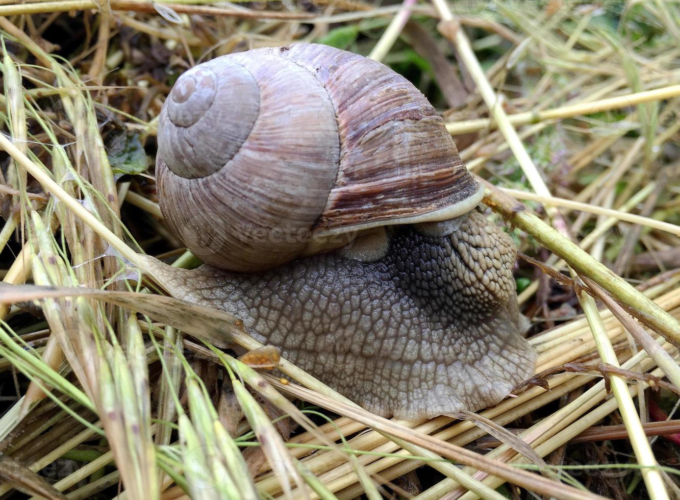 Big garden snail in shell crawling on wet road hurry home photo