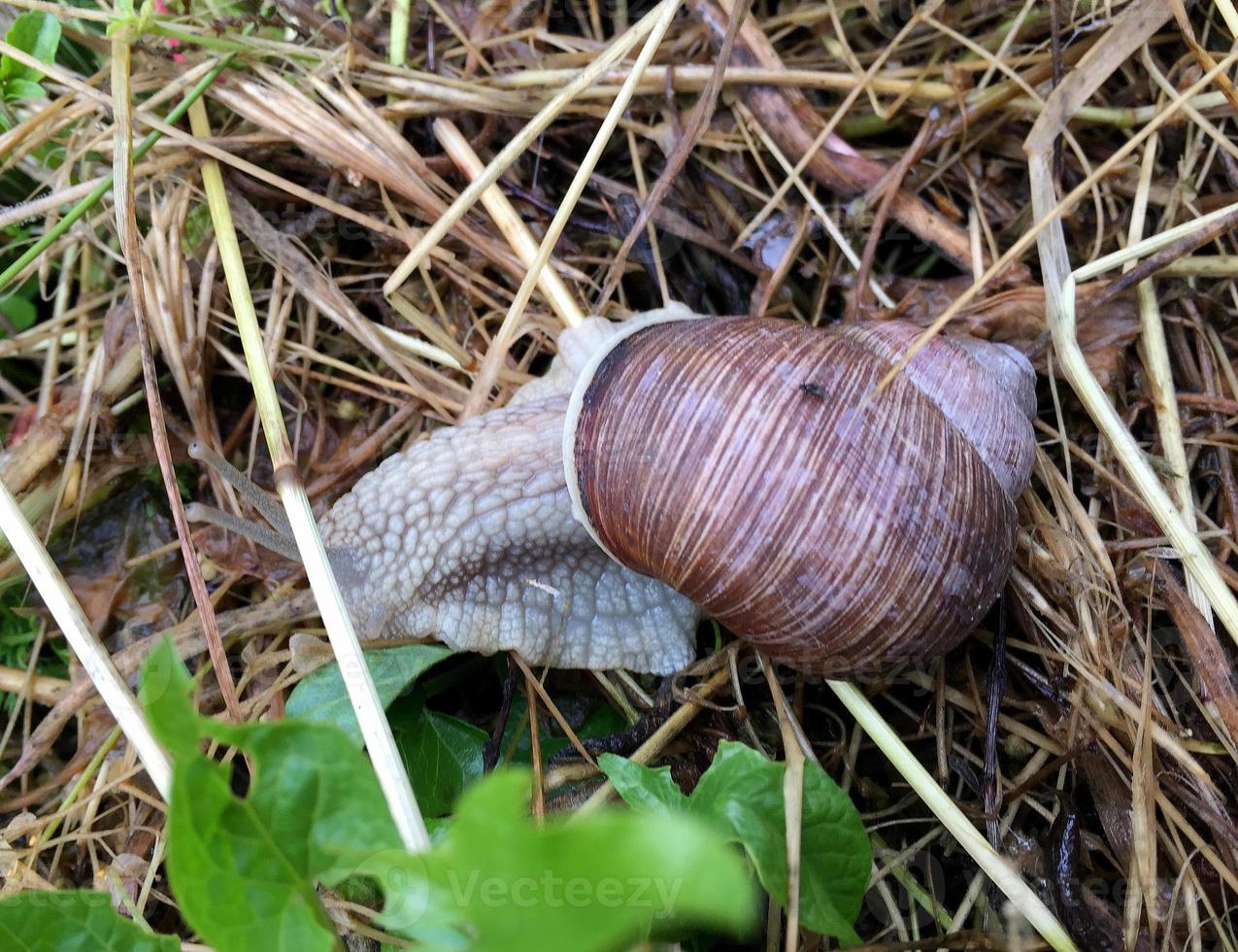 Big garden snail in shell crawling on wet road hurry home photo