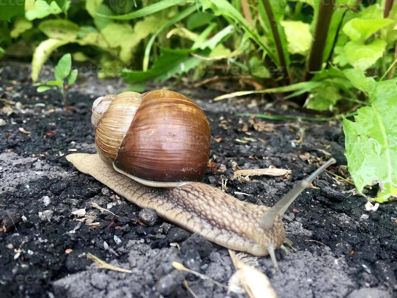 Big garden snail in shell crawling on wet road hurry home photo