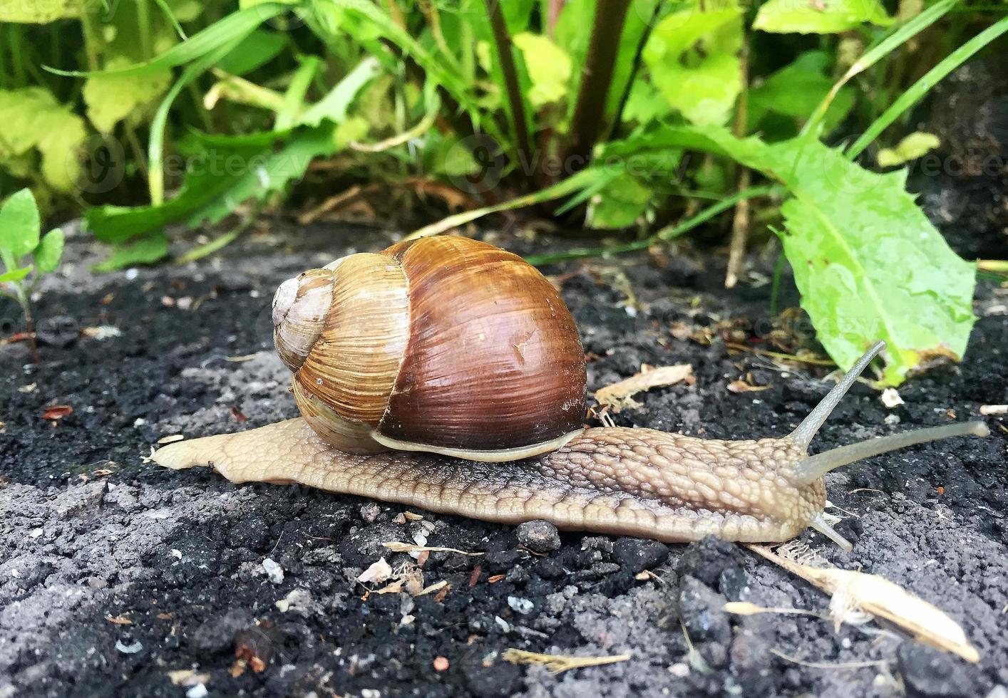 Caracol de jardín grande con concha arrastrándose por la carretera mojada date prisa en casa foto