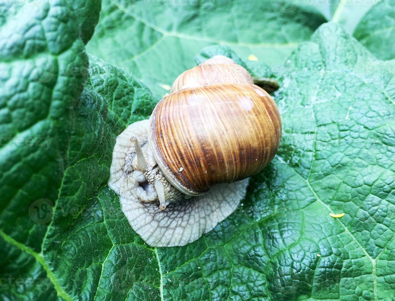 Big garden snail in shell crawling on wet road hurry home photo