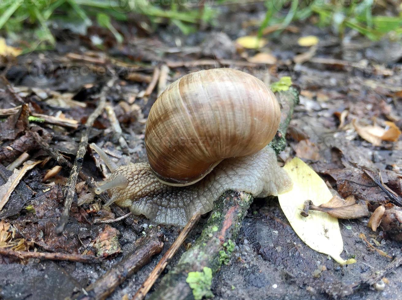 Caracol de jardín grande con concha arrastrándose por la carretera mojada date prisa en casa foto