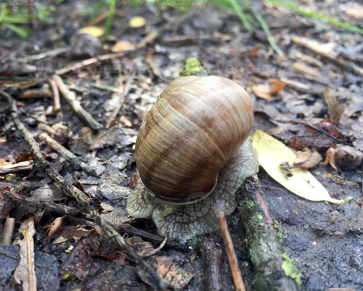 Big garden snail in shell crawling on wet road hurry home photo