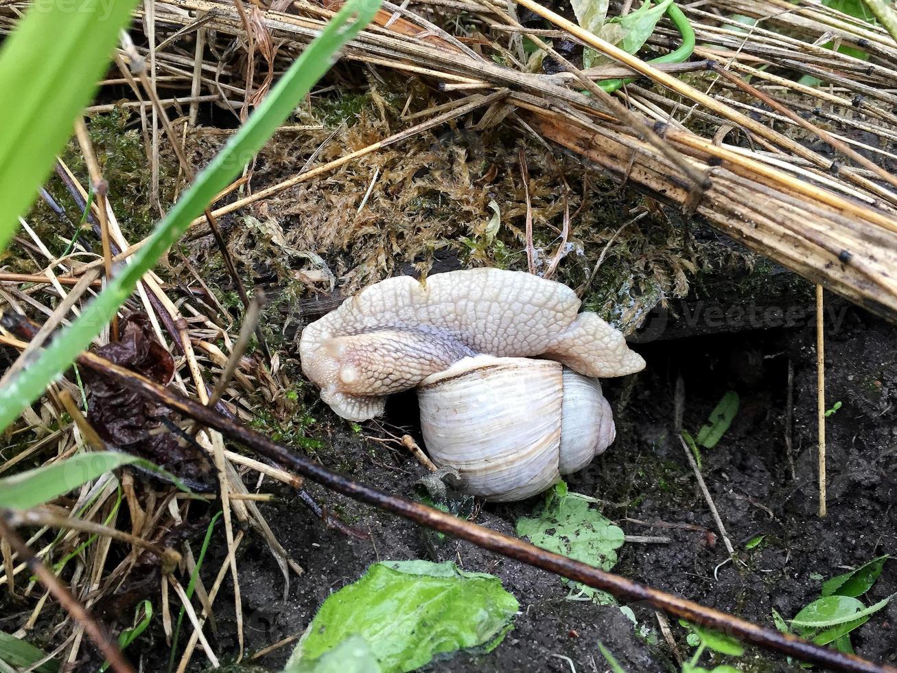 Big garden snail in shell crawling on wet road hurry home photo