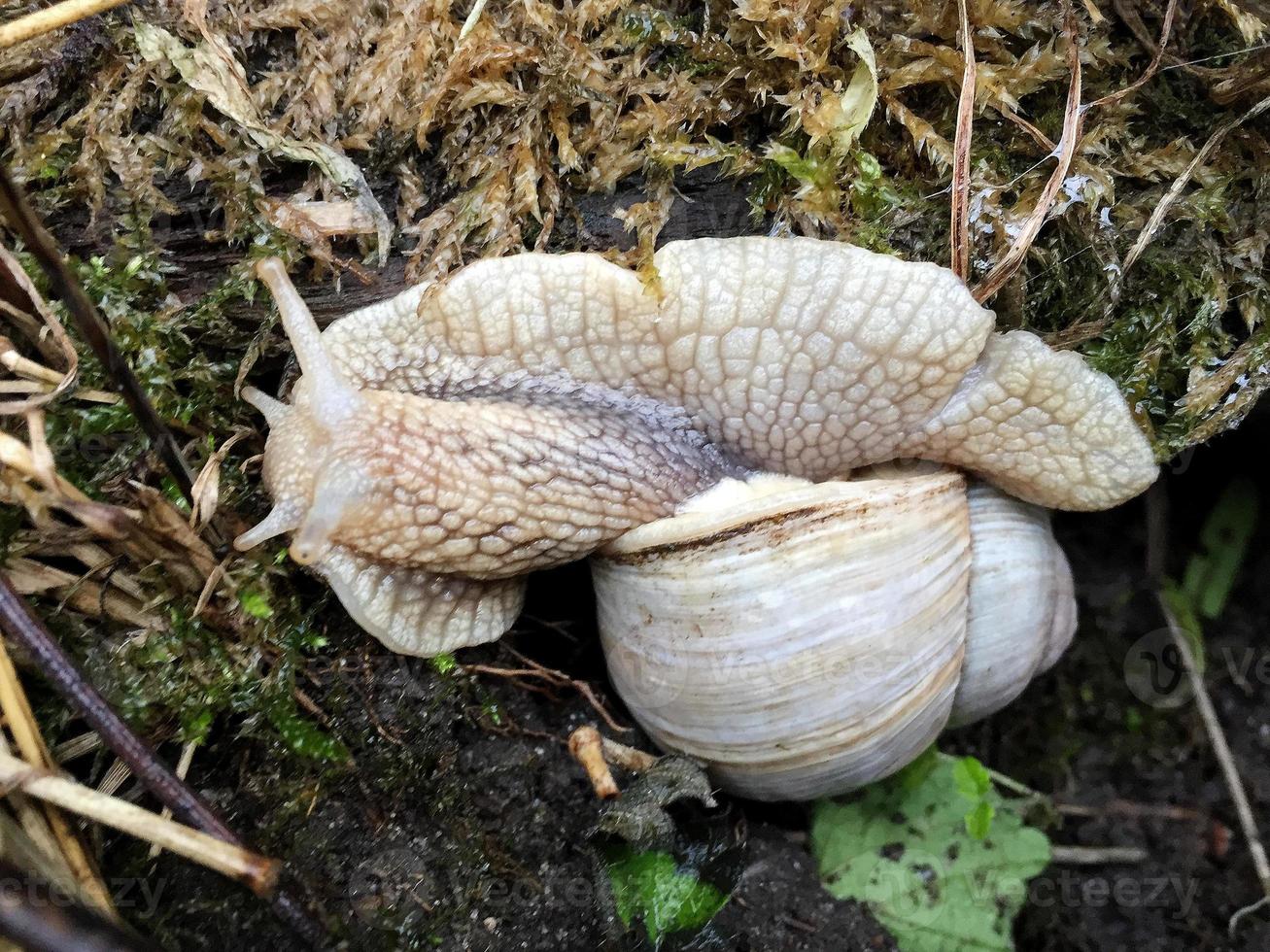 Caracol de jardín grande con concha arrastrándose por la carretera mojada date prisa en casa foto