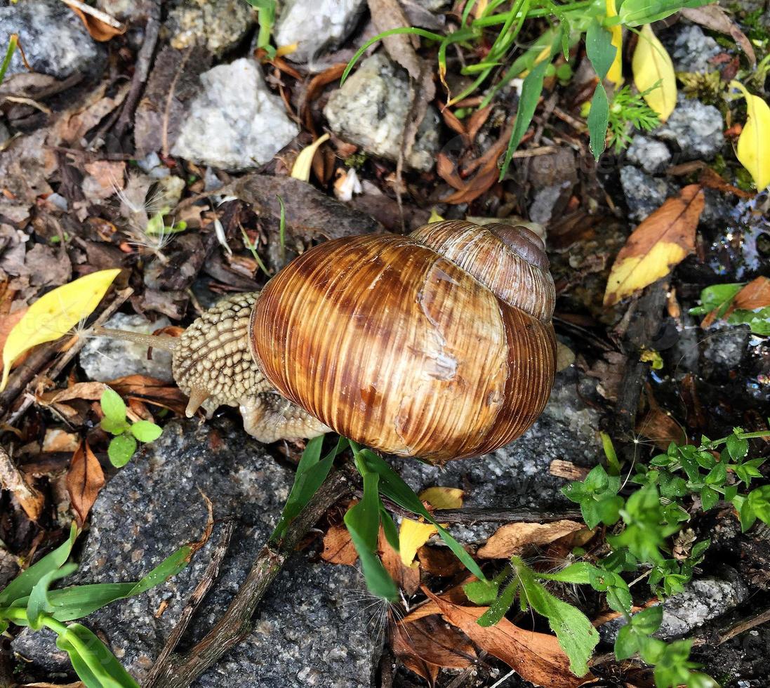 Big garden snail in shell crawling on wet road hurry home photo