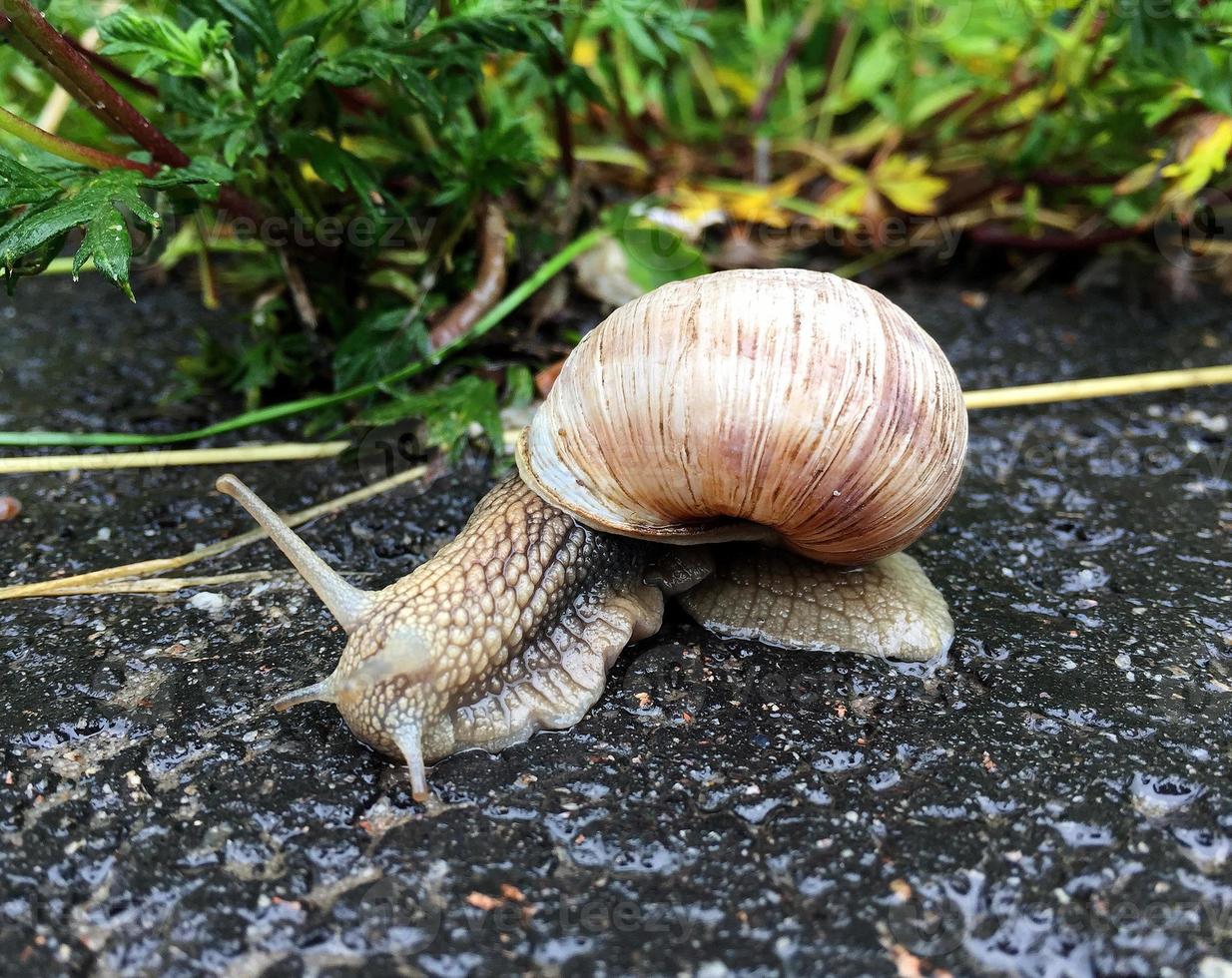 Caracol de jardín grande con concha arrastrándose por la carretera mojada date prisa en casa foto