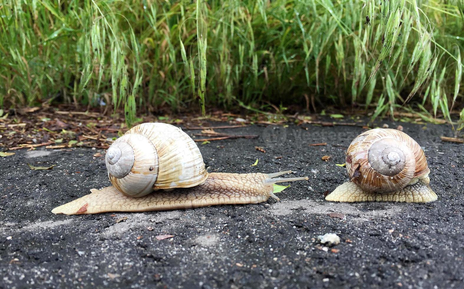 Caracol de jardín grande con concha arrastrándose por la carretera mojada date prisa en casa foto