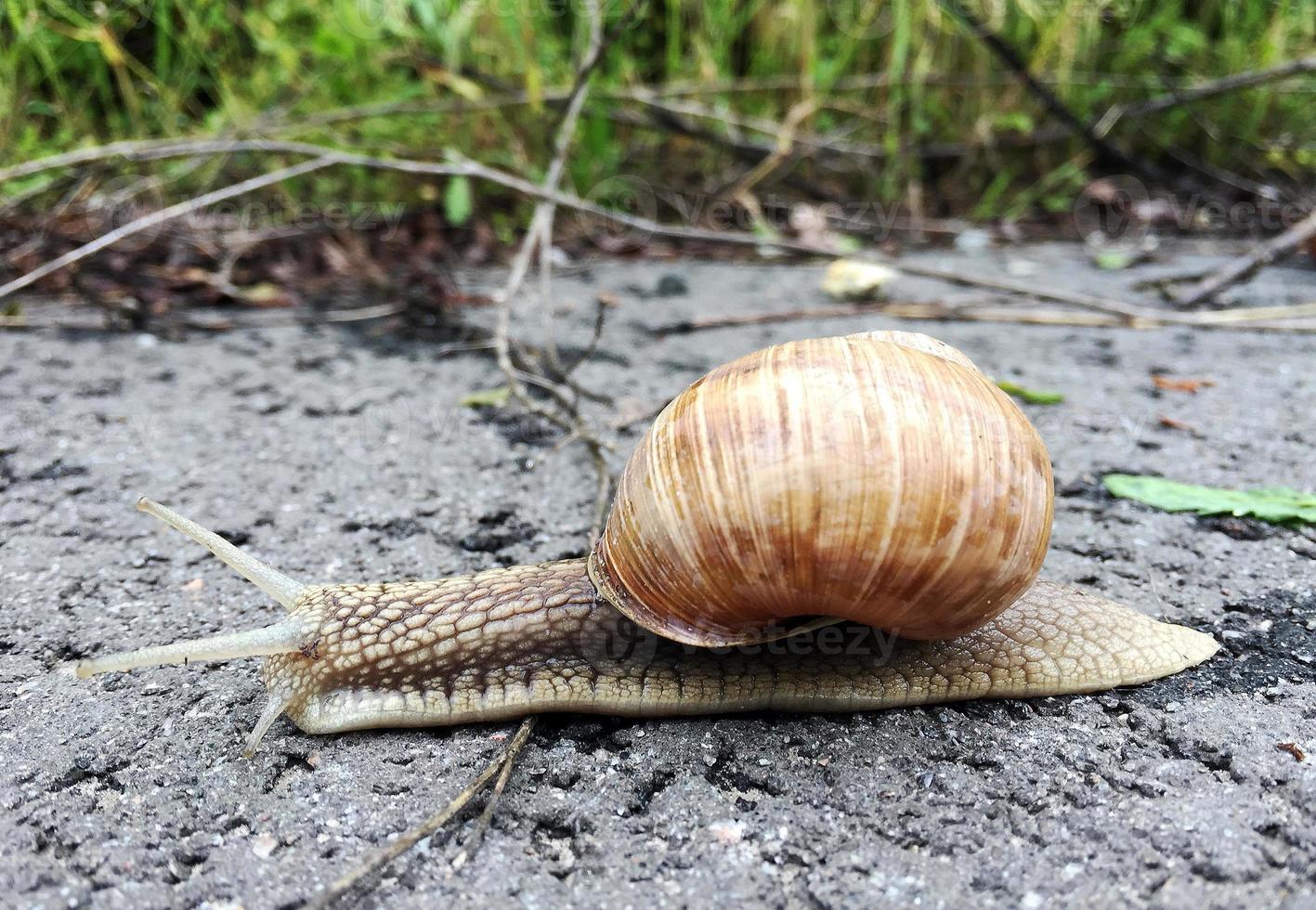 Big garden snail in shell crawling on wet road hurry home photo