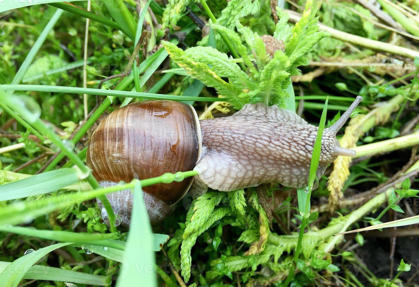 Big garden snail in shell crawling on wet road hurry home photo