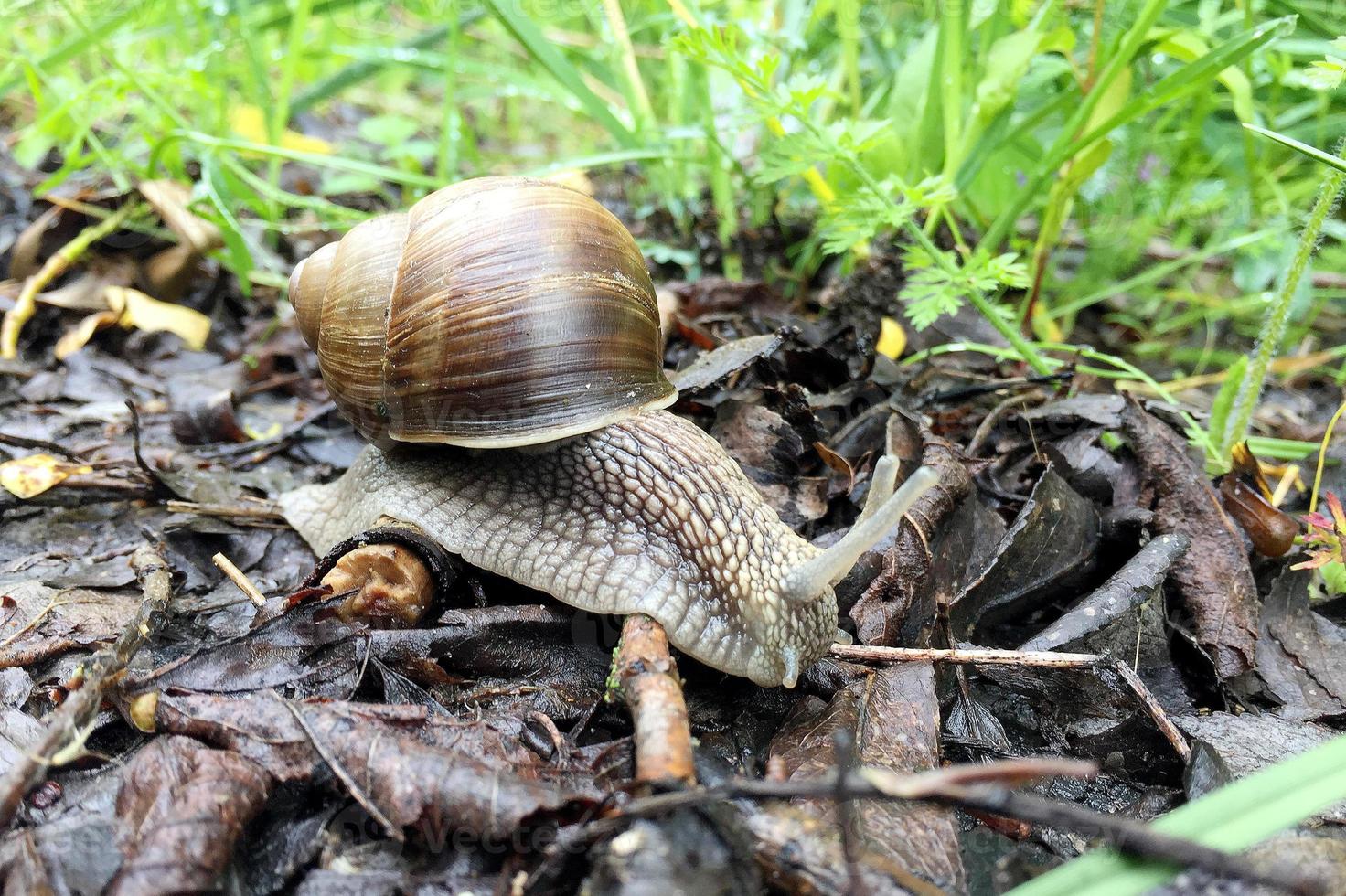 Caracol de jardín grande con concha arrastrándose por la carretera mojada date prisa en casa foto